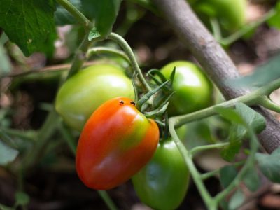 Tomatoes grown under regenerative methods
